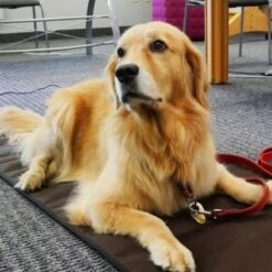 ToastiMat 2nd Generation Heated Yoga Mat - Black 18 ToastiMat 2nd Generation Heated Yoga Mat - Black -Hestra Clothing Store toastimat 2nd generation heated yoga mat black 128